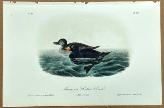 Audubon Octavo Print – American Scoter Duck - Plate 402, 2nd Edition