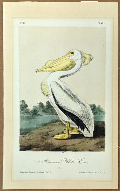 Audubon Octavo Print – American White Pelican - Plate 422, 2nd Edition