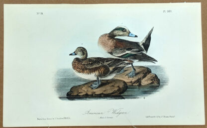 Audubon Octavo Print – American Widgeon - Plate 389, 2nd Edition