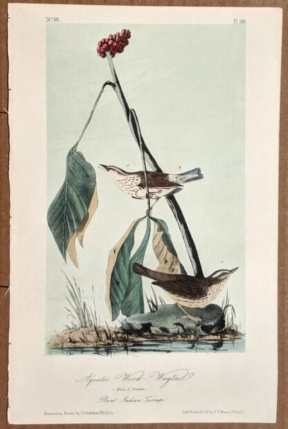 Audubon Octavo Print – Aquatic Wood Wagtail - Plate 149, 2nd Edition