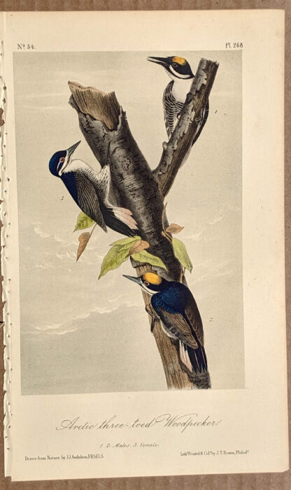 Audubon Octavo Print – Arctic three-toed Woodpecker - Plate 268, 2nd Edition