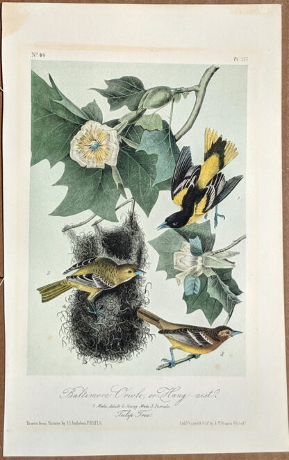 Audubon Octavo Print – Baltimore Oriole or Hang-nest - Plate 217, 2nd Edition