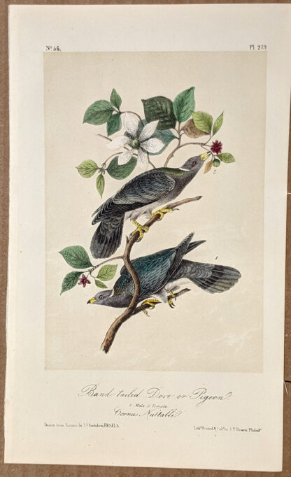 Audubon Octavo Print – Band-tailed Dove or Pigeon - Plate 279, 2nd Edition