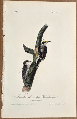 Audubon Octavo Print – Banded Three-toed Woodpecker - Plate 269, 1st Edition