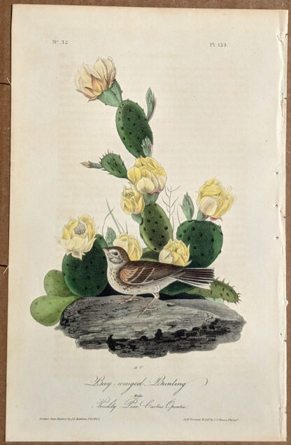 Audubon Octavo Print – Bay-winged Bunting - Plate 159, 1st Edition
