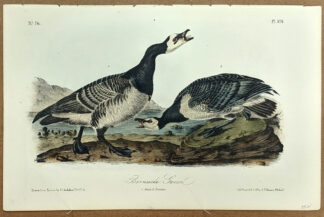 Audubon Octavo Print – Bernacle Goose - Plate 378, 2nd Edition