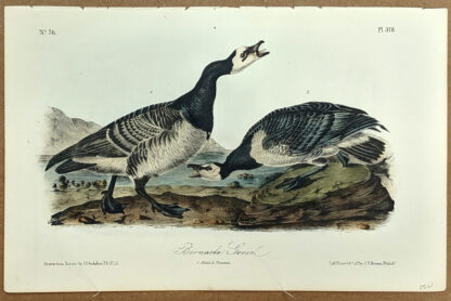 Audubon Octavo Print – Bernacle Goose - Plate 378, 2nd Edition