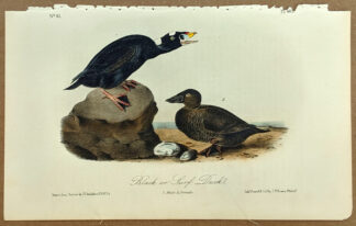 Audubon Octavo Print – Black or Surf Duck - Plate 402, 2nd Edition