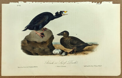 Audubon Octavo Print – Black or Surf Duck - Plate 402, 2nd Edition