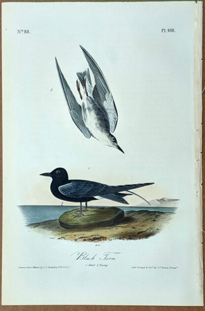 Audubon Octavo Print – Black Tern - Plate 438, 1st Edition