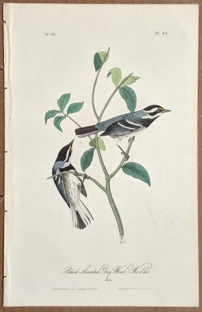 Audubon Octavo Print - Black-throated Grey Wood Warbler - Plate 94, 1st Edition