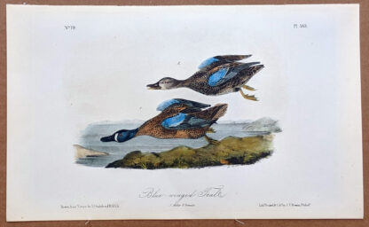 Audubon Octavo Print – Blue-winged Teal - Plate 393, 2nd Edition