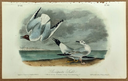 Audubon Octavo Print – Bonapartes Gull - Plate 442, 2nd Edition