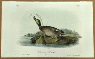 Audubon Octavo Print – Brewers Duck - Plate 387, 2nd Edition