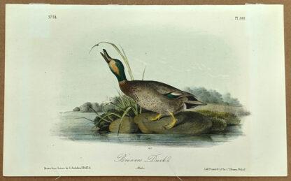 Audubon Octavo Print – Brewers Duck - Plate 387, 2nd Edition