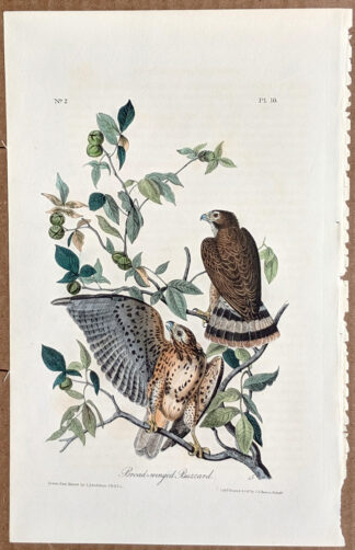 Audubon Octavo Print – Broad-winged Buzzard Hawk - Plate 10, 1st Edition