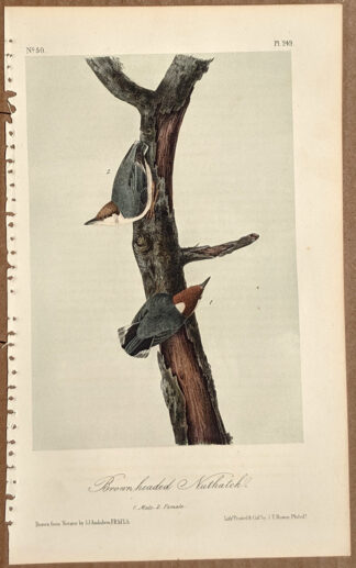 Audubon Octavo Print – Brown-headed Nuthatch - Plate 249, 2nd Edition