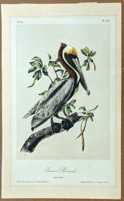 Audubon Octavo Print – Brown Pelican - Plate 423, 2nd Edition
