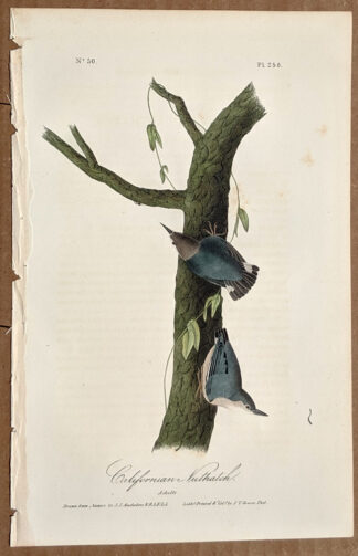 Audubon Octavo Print – Californian Nuthatch - Plate 250, 1st Edition
