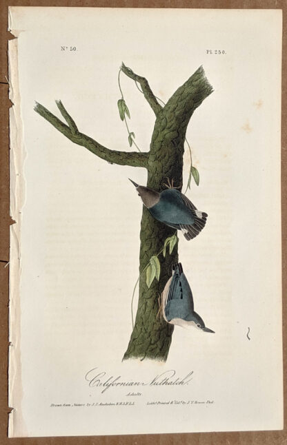 Audubon Octavo Print – Californian Nuthatch - Plate 250, 1st Edition
