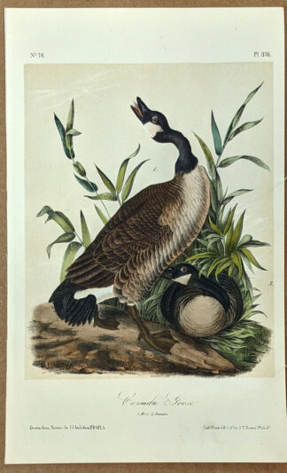 Audubon Octavo Print – Canada Goose - Plate 376, 2nd Edition