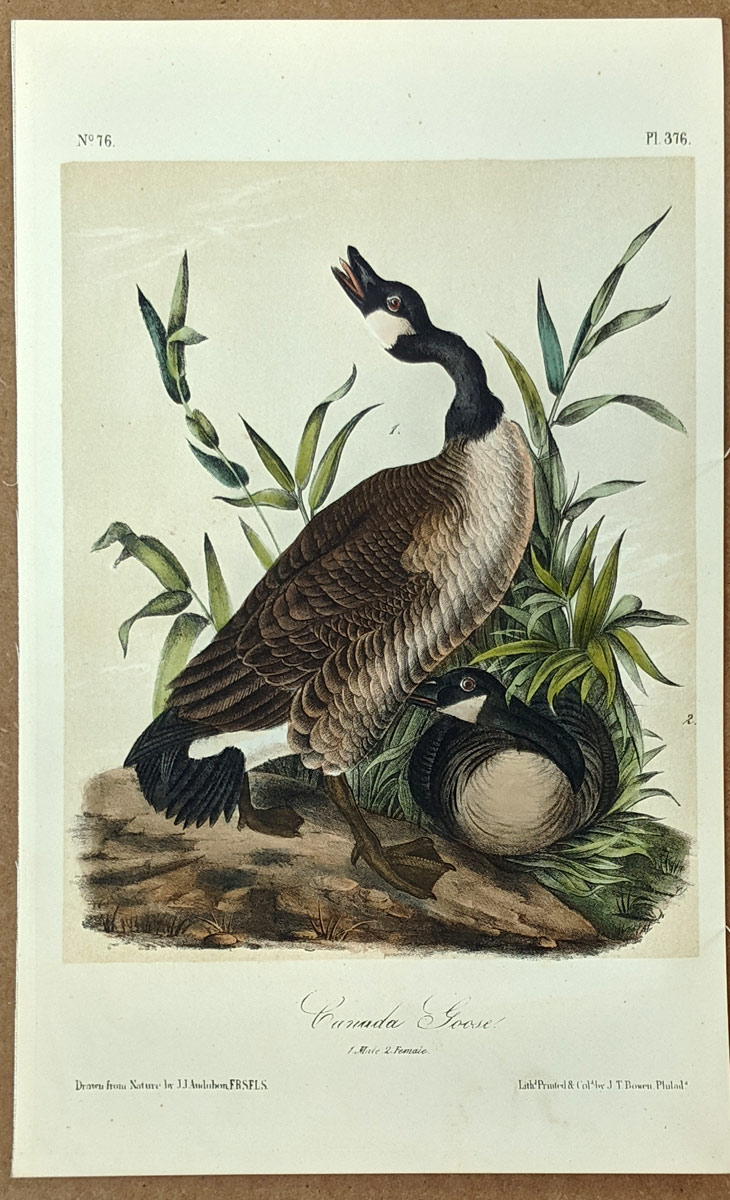Why Did the Canada Goose Cross the Road? — Audubon Society of