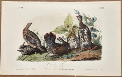 Audubon Octavo Print – Canada Grouse - Plate 294, 2nd Edition