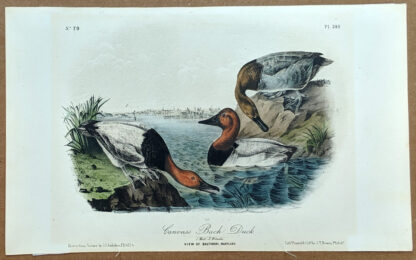 Audubon Octavo Print – Canvas Back Duck - Plate 395, 2nd Edition