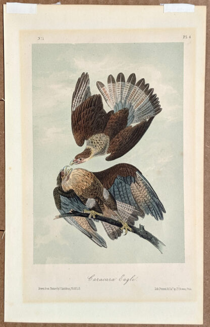 Audubon Octavo Print – Caracara Eagle - Plate 4, 2nd Edition