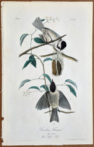 Audubon Octavo Print – Carolina Titmouse - Plate 127, 1st Edition