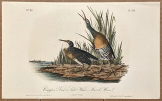 Audubon Octavo Print – Clapper Rail or Salt Water Marsh Hen - Plate 310, 2nd Edition
