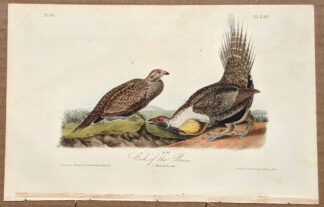 Audubon Octavo Print – Cock of the Plains - Plate 297, 1st Edition
