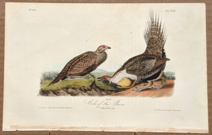 Audubon Octavo Print – Cock of the Plains - Plate 297, 1st Edition