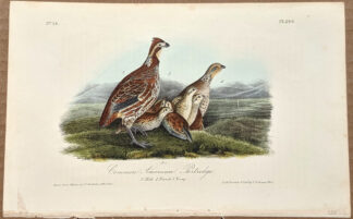 Audubon Octavo Print – Common American Partridge - Plate 289, 2nd Edition