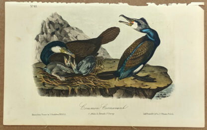 Audubon Octavo Print – Common Cormorant - Plate 415, 2nd Edition
