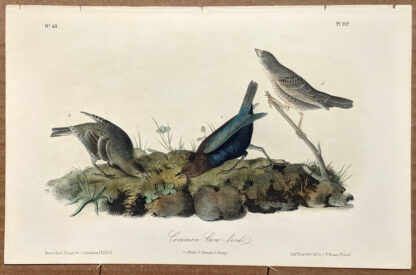 Audubon Octavo Print – Common Cow Bird - Plate 212, 1st Edition