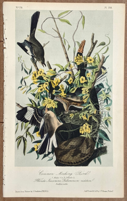 Audubon Octavo Print – Common Mocking Bird - Plate 138, 2nd Edition