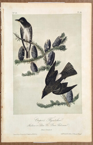 Audubon Octavo Print - Coopers Flycatcher - Plate 58, 2nd Edition