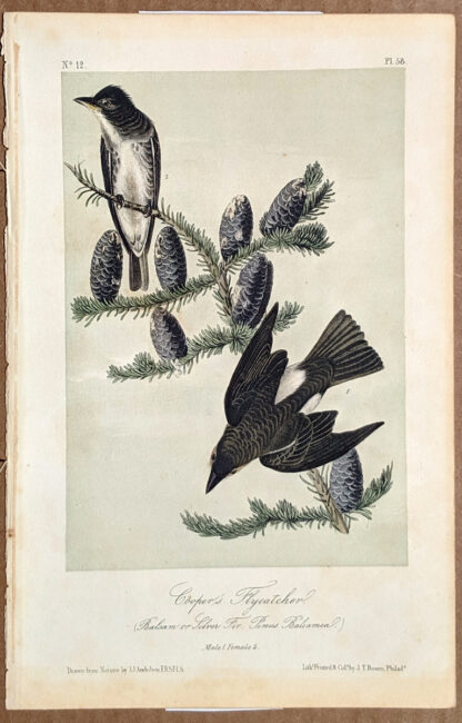 Audubon Octavo Print - Coopers Flycatcher - Plate 58, 2nd Edition