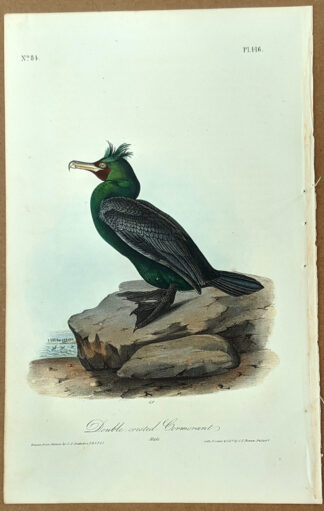 Audubon Octavo Print – Double-crested Cormorant - Plate 416, 1st Edition