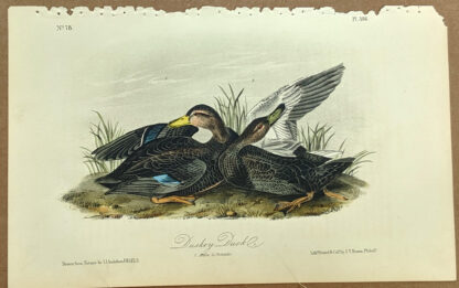 Audubon Octavo Print – Duskey Duck - Plate 386, 2nd Edition