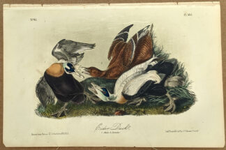Audubon Octavo Print – Eider Duck - Plate 405, 2nd Edition