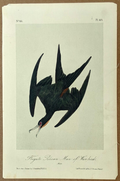 Audubon Octavo Print – Frigate Pelican Man of War Bird - Plate 421, 2nd Edition