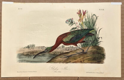 Audubon Octavo Print – Glossy Ibis - Plate 358, 2nd Edition