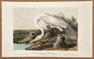 Audubon Octavo Print – Great American White Egret - Plate 370, 2nd Edition