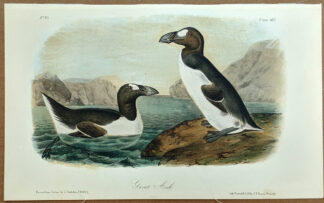 Audubon Octavo Print – Great Auk - Plate 465, 2nd Edition