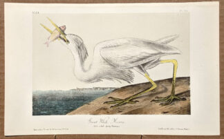 Audubon Octavo Print – Great White Heron - Plate 368, 2nd Edition