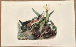 Audubon Octavo Print – Green Heron - Plate 367, 2nd Edition