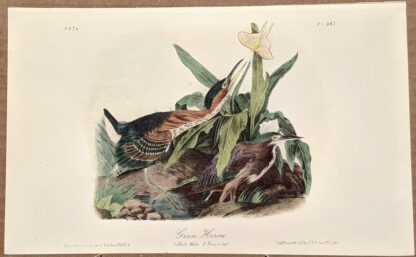 Audubon Octavo Print – Green Heron - Plate 367, 2nd Edition