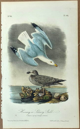 Audubon Octavo Print – Herring or Silvery Gull - Plate 448, 2nd Edition